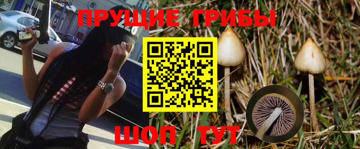 Псилоцибиновые грибы Cubensis Новомосковск