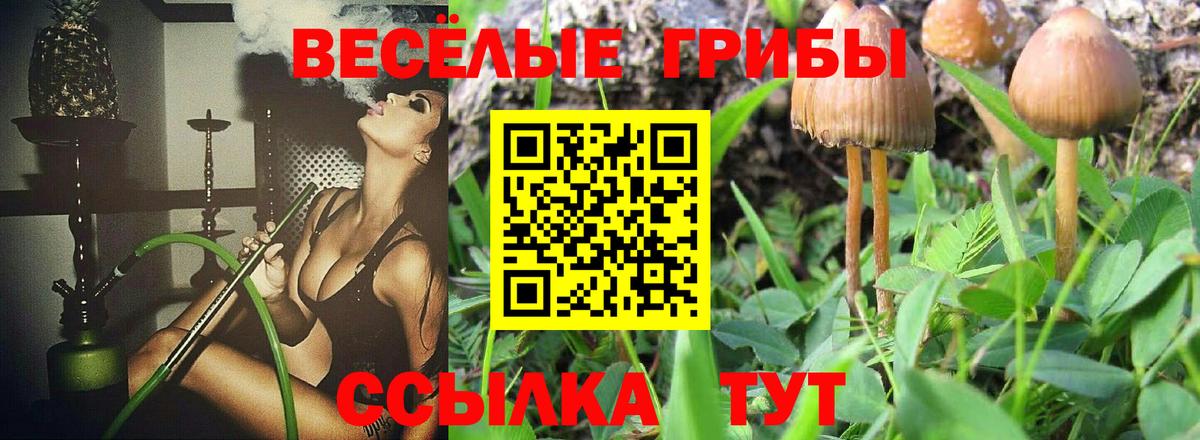 где купить   Галлюциногенные грибы Psilocybe  Вход с VPN  Псилоцибиновые грибы Psilocybe  Новомосковск 